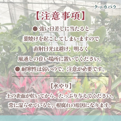 緑の匠がえらんだ観葉植物　素敵な空間づくりに　クッカバラ