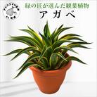 緑の匠が選んだ観葉植物　素敵な空間づくりに　アガベ