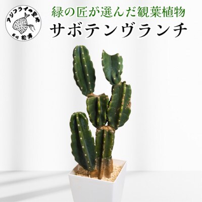 緑の匠が選んだ観葉植物　素敵な空間づくりに　サボテンブランチ
