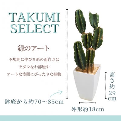 緑の匠が選んだ観葉植物　素敵な空間づくりに　サボテンブランチ