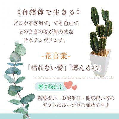 緑の匠が選んだ観葉植物　素敵な空間づくりに　サボテンブランチ