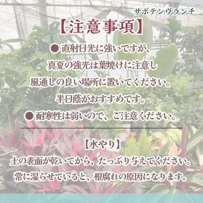 緑の匠が選んだ観葉植物　素敵な空間づくりに　サボテンブランチ