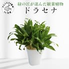 緑の匠が選んだ観葉植物　素敵な空間づくりに　ドラセナ