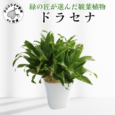 緑の匠が選んだ観葉植物　素敵な空間づくりに　ドラセナ