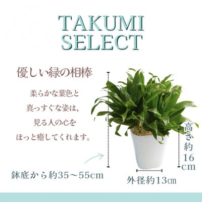 緑の匠が選んだ観葉植物　素敵な空間づくりに　ドラセナ