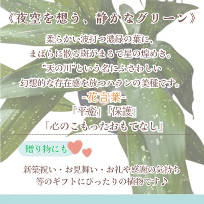 緑の匠が選んだ観葉植物　素敵な空間づくりに　ハラン天の川