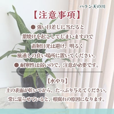 緑の匠が選んだ観葉植物　素敵な空間づくりに　ハラン天の川