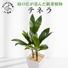 緑の匠が選んだ観葉植物　素敵な空間づくりに　テネラ