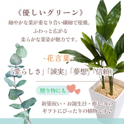 緑の匠が選んだ観葉植物　素敵な空間づくりに　テネラ