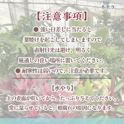 緑の匠が選んだ観葉植物　素敵な空間づくりに　テネラ