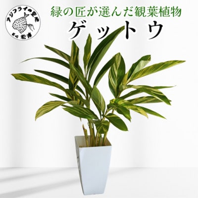 緑の匠が選んだ観葉植物　素敵な空間づくりに　ゲットウ
