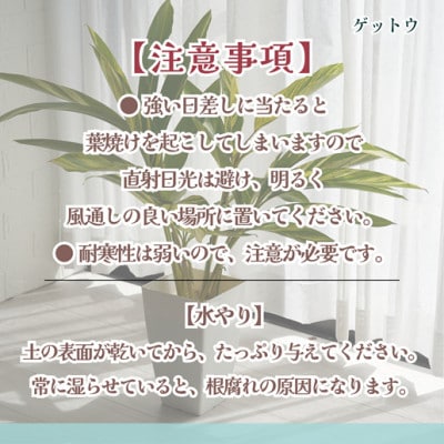 緑の匠が選んだ観葉植物　素敵な空間づくりに　ゲットウ