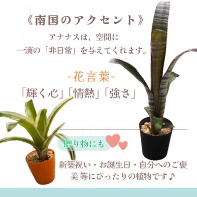 緑の匠が選んだ観葉植物　素敵な空間づくりに　アナナス3種セット