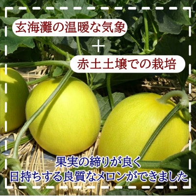 爽やかな初夏の香　キンショーメロン5kg