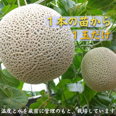 松浦アールスメロン　4玉