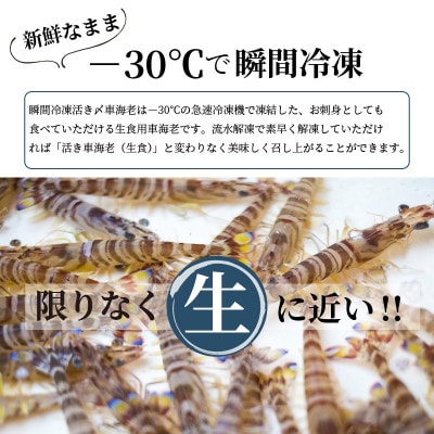 【2023年5月中旬発送】生食用  瞬間冷凍活き〆福島くるまえび500g