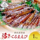 新松浦漁協  活きくるまえび　1kg