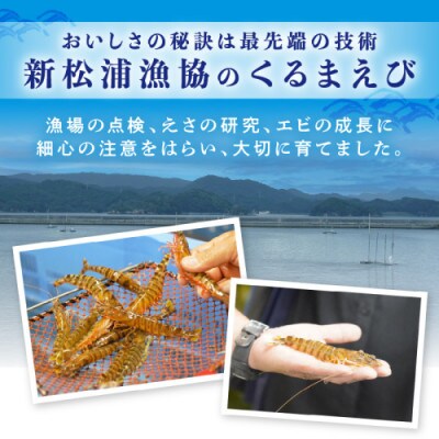 新松浦漁協 活きくるまえび　300g