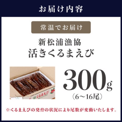 新松浦漁協 活きくるまえび　300g