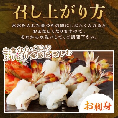 新松浦漁協 活きくるまえび　500g