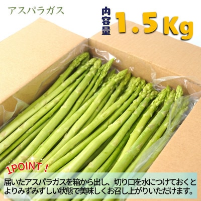 僕とじいちゃんのアスパラガス1.5kg