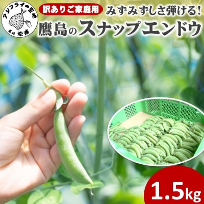 みずみずしさ弾ける!鷹島のスナップエンドウ訳あり1.5kg