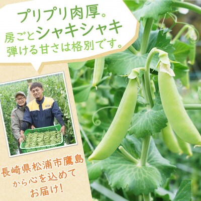 みずみずしさ弾ける!鷹島のスナップエンドウ訳あり1.5kg