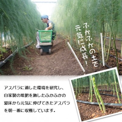 丸山農園の夏アスパラ1.5kg