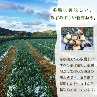 JR九州ファームの新玉ねぎ　10kg