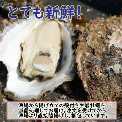 【期間限定】青島産 大粒殻付き 生岩牡蠣 2kg