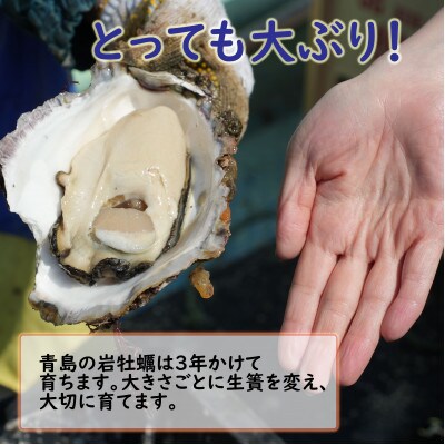 【期間限定】青島産 大粒殻付き 生岩牡蠣 2kg