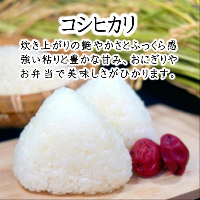須藤邦寿園の白米 コシヒカリ 5kg