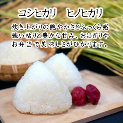 須藤邦寿園の白米 コシヒカリ又はヒノヒカリ 5kg