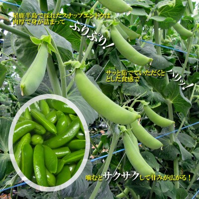 【春をお届け2027年3月限定】星鹿町産スナップエンドウとアスパラガス詰め合わせ1kg