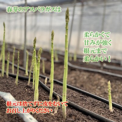 【春をお届け2027年3月限定】星鹿町産スナップエンドウとアスパラガス詰め合わせ1kg