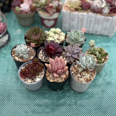 多肉植物 おまかせ10種 セット 詰め合わせ