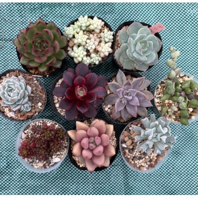 多肉植物 おまかせ10種 セット 詰め合わせ