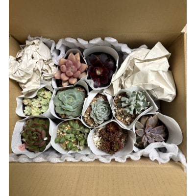 多肉植物 おまかせ10種 セット 詰め合わせ
