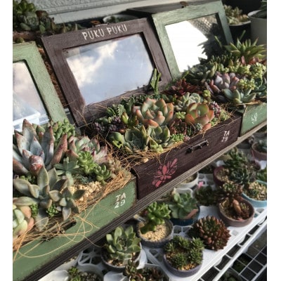 多肉植物 おまかせ10種 セット 詰め合わせ