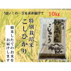 妙高産コシヒカリ特裁米　10kg(精米)