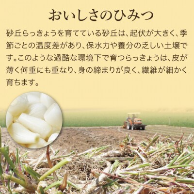 特別栽培らっきょうの甘酢漬(8袋セット)