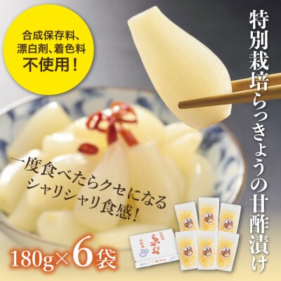 特別栽培らっきょうの甘酢漬(6袋セット) | ふるさと納税のお礼品