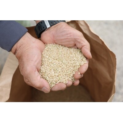 【2026年9月下旬～発送予定】鹿野のさくら姫米 6kg ( 3kg×2袋 )