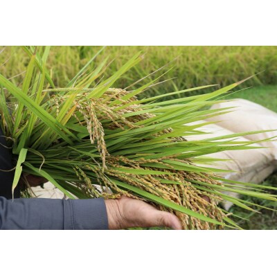 【2026年9月下旬～発送予定】おいしい米食べ比べセットB