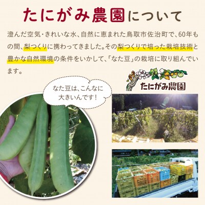 たにがみ農園のなた豆茶 3袋セット