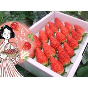 鳥取県鳥取市 ひとめぼれ いちごのお礼品 返礼品一覧 ふるさと納税サイト さとふる