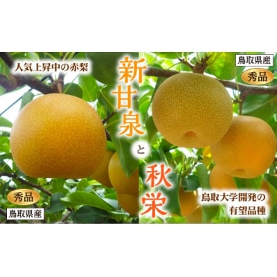 新甘泉・秋栄セット 秀品 2.5kg箱【スクスク農場】