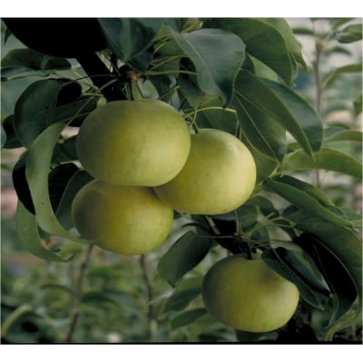 二十世紀梨 秀品 5キロ(砂丘のなし屋さん)