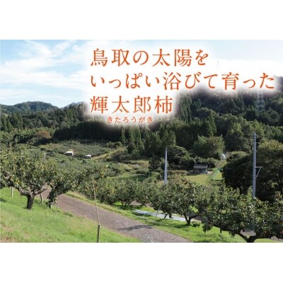 輝太郎柿 3キロ【鳥取いなば農業協同組合】