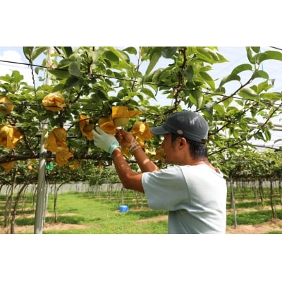 秋甘泉 秀品 2.5kg箱【スクスク農場】